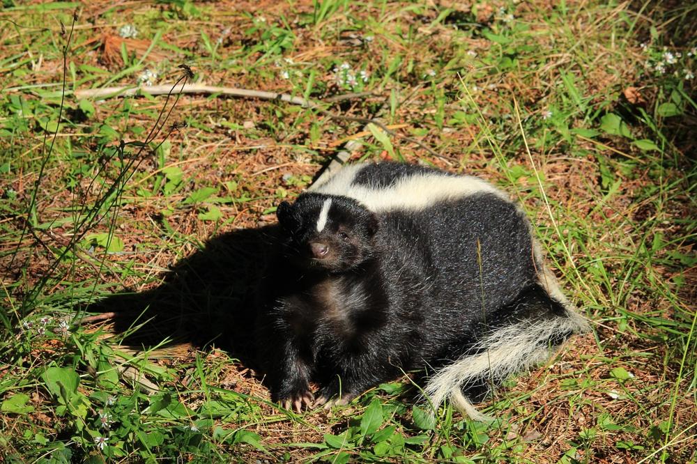 playful skunk