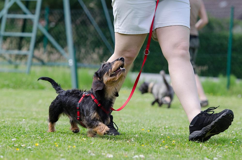 dog training-9cc1a2e4aca948a997396d8d3dd7d0da.jpg dog training