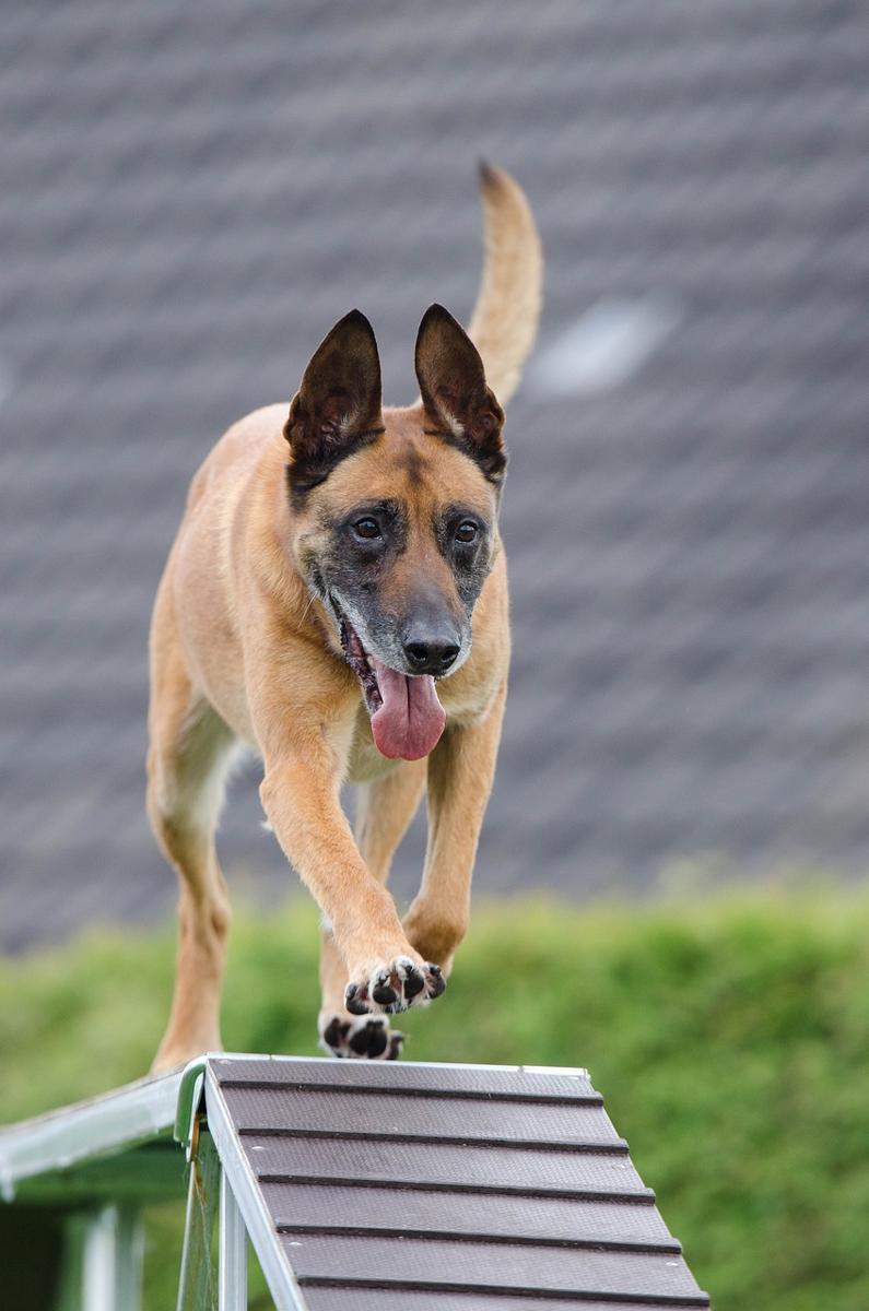 dog training-9cc1a2e4aca948a997396d8d3dd7d0da.jpg dog training