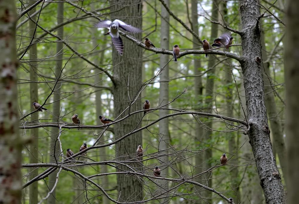Bialowieza forest